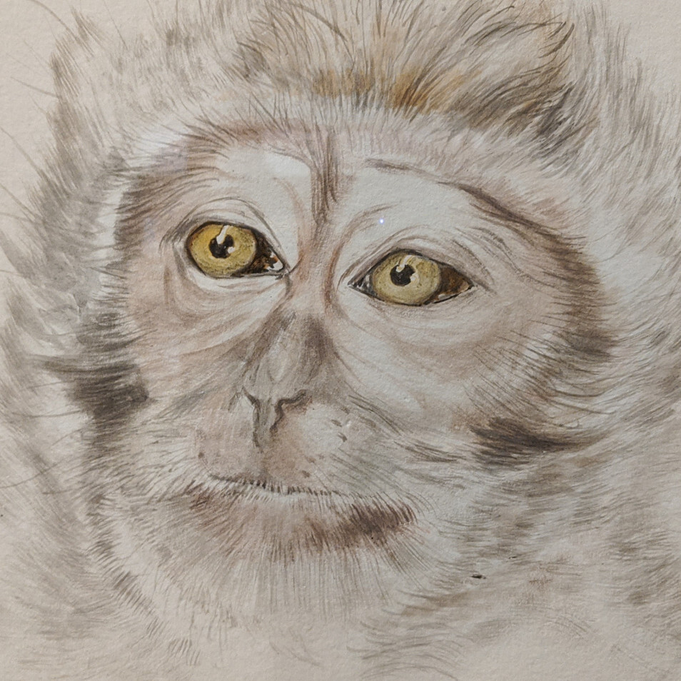 Małpa człekokształtna Hominoidea, Maminato, 30x40 cm, 2014 © W. Hofer