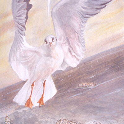 Über dem Meer Über dem Meer